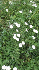 Convolvulus arvensis