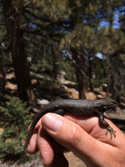 Sceloporus graciosus vandenburgianus