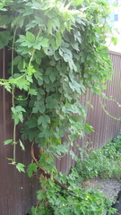 Humulus lupulus