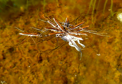 Limnoporus dissortis