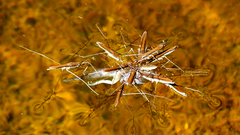 Limnoporus dissortis