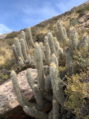 Oreocereus leucotrichus
