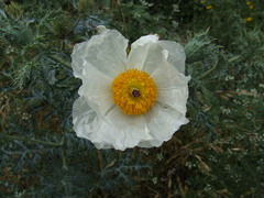 Argemone albiflora texana
