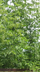 Acer negundo