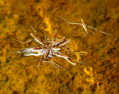 Limnoporus dissortis