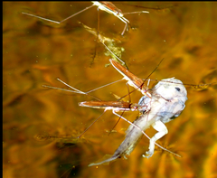 Limnoporus dissortis