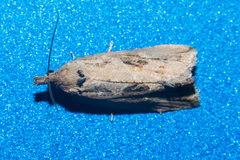 Endothenia quadrimaculana