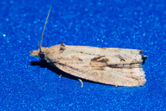 Endothenia quadrimaculana
