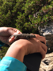 Sceloporus graciosus vandenburgianus
