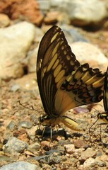 Papilio ornythion ornythion