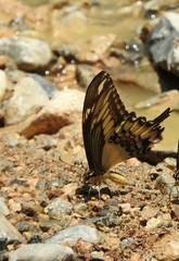 Papilio ornythion ornythion