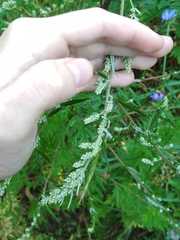 Artemisia vulgaris