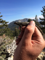 Sceloporus graciosus vandenburgianus