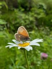 Coenonympha tullia