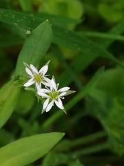 Stellaria alsine