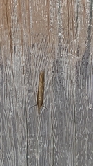 Crambini