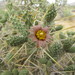 Branched Pencil Cholla - Photo (c) Neil Frakes, some rights reserved (CC BY-NC)