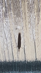 Crambini