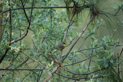 Atlapetes pileatus