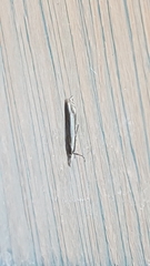 Crambini