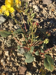 Chylismia claviformis cruciformis