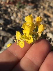 Chylismia claviformis cruciformis