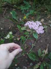 Achillea millefolium