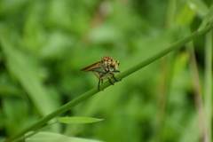 Cophinopoda