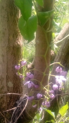 Solanum dulcamaroides