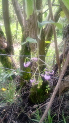 Solanum dulcamaroides