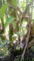 Solanum dulcamaroides