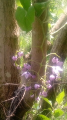 Solanum dulcamaroides