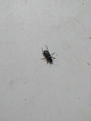 Coleoptera