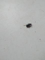 Coleoptera