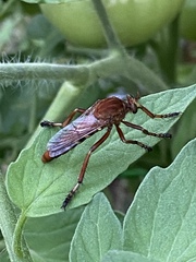 Diogmites basalis