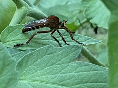 Diogmites basalis