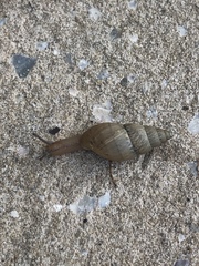 Bulimulus bonariensis image