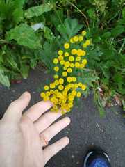 Tanacetum vulgare