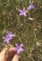 Campanula rapunculus