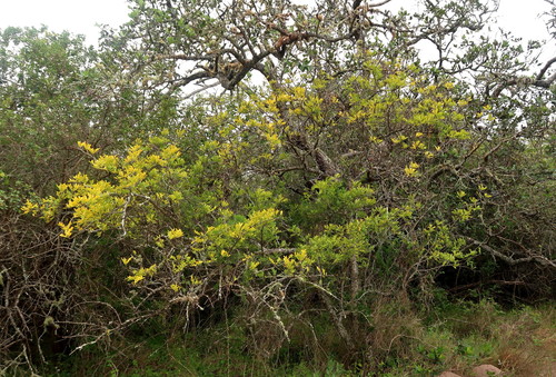 Image of Zanthoxylum davyi by no rights reserved