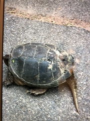 Chelydra serpentina