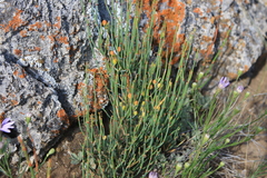 Ephedra distachya