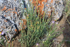 Ephedra distachya