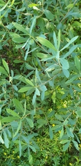 Myrica