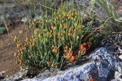 Ephedra distachya