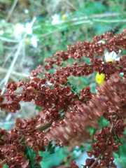 Rumex crispus