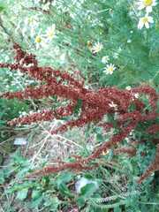 Rumex crispus