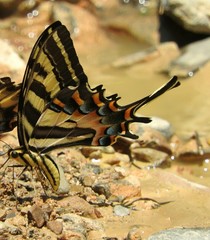 Papilio pilumnus