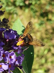 Volucella inanis