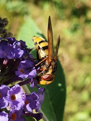 Volucella inanis